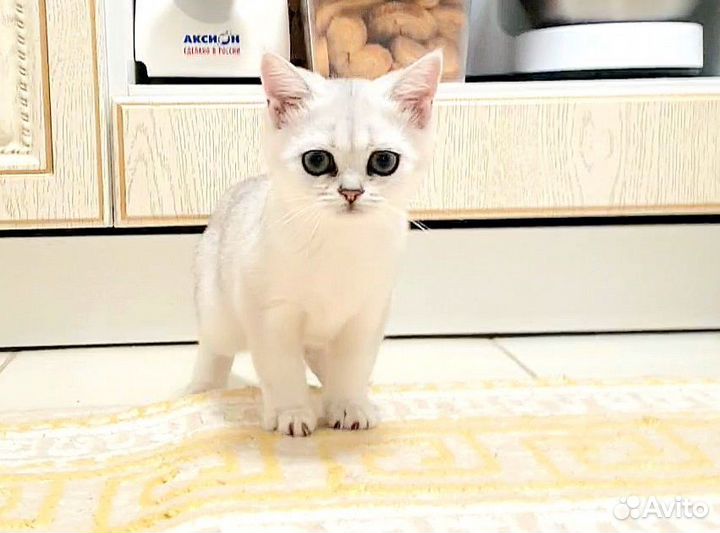 Шотландские шиншиллы