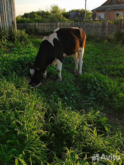 Телка стильная