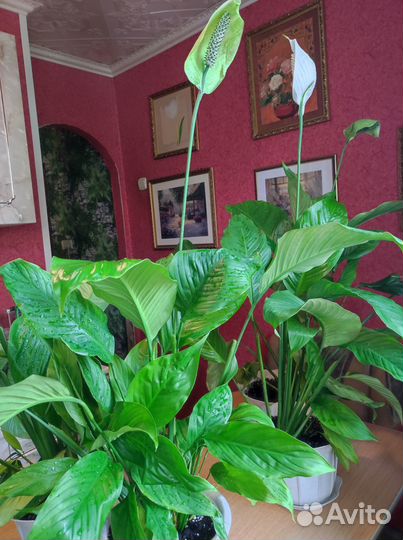 Спатифиллум