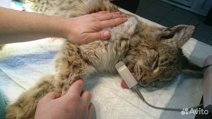 Ветеринар с выездом на дом. 24\7. Москва и за МКАД