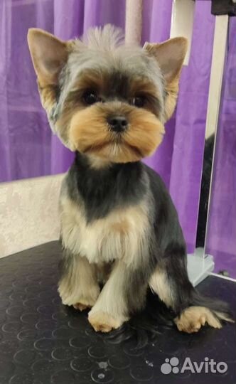 Красивые стрижки для ваших питомцев