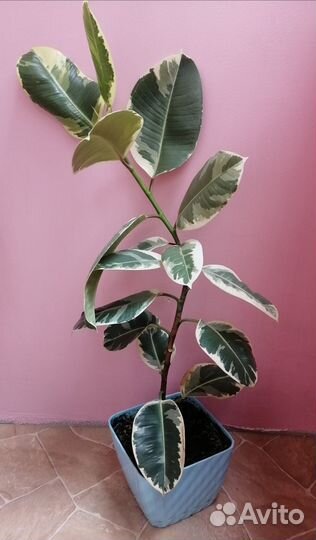 Фикус каучуконосный (Elastica)