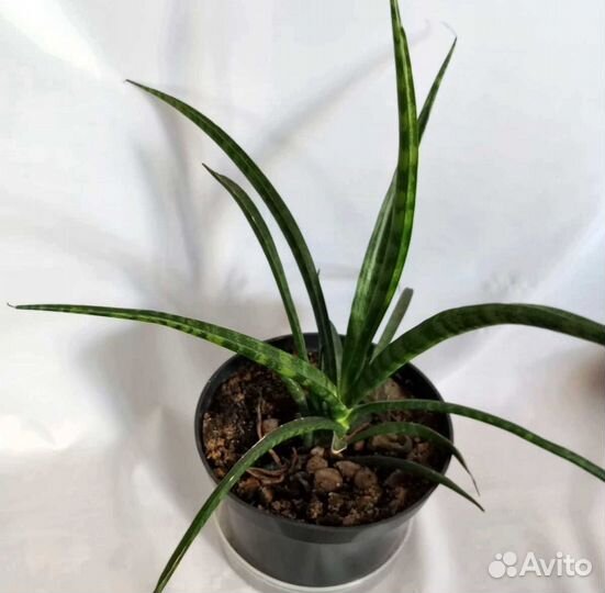 Щучий хвост Сансевиерия