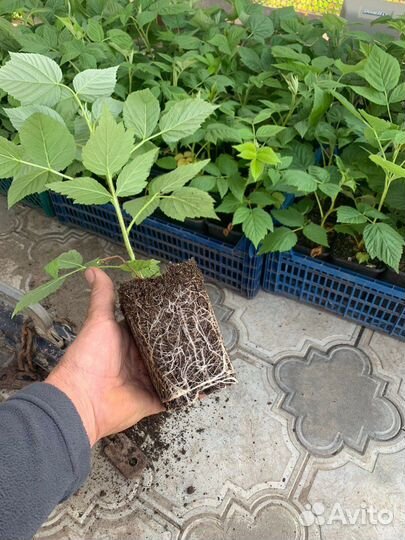 Саженцы малины