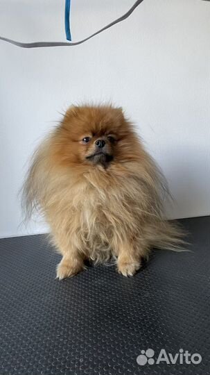 Груминг шпица