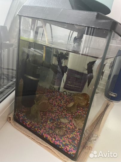 Аквариум с рыбками