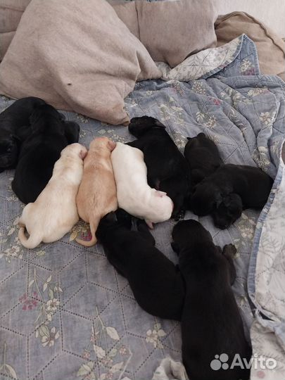 Щенки лабрадора