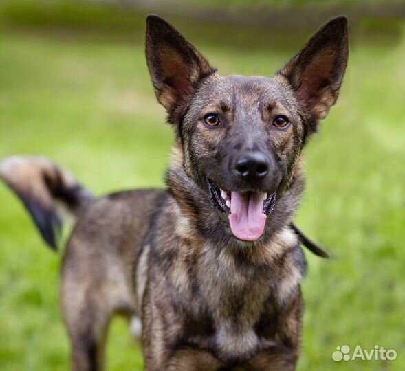 Собака-компаньон в добрые руки