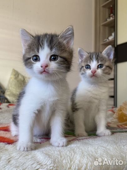 Котята бесплатно