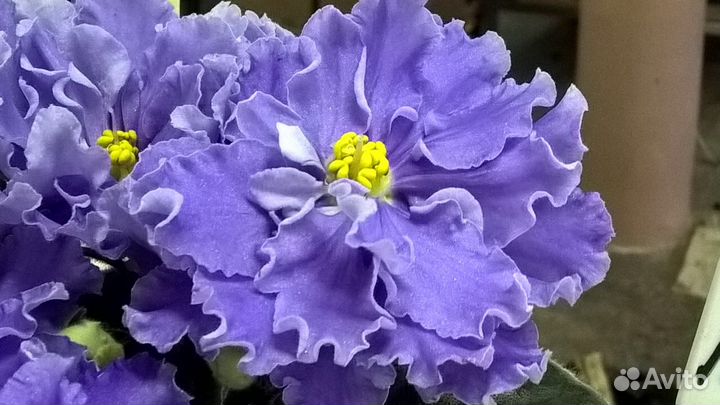 Фиалки в Нижнем Новгороде (240 проверенных сортов)