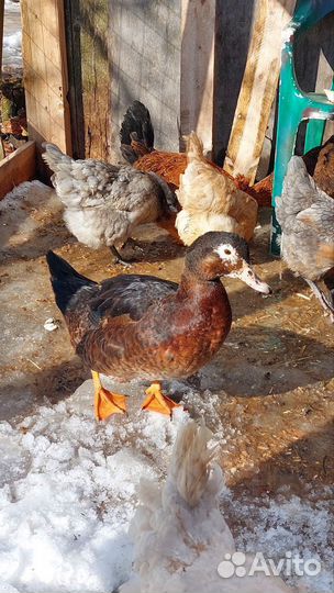 Молодой петушок, утка