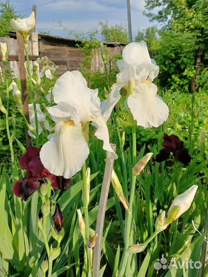 Ирисы бородатые