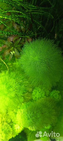 Аквариумные растения