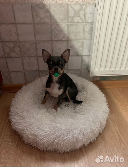 Маленькая собака в добрые руки