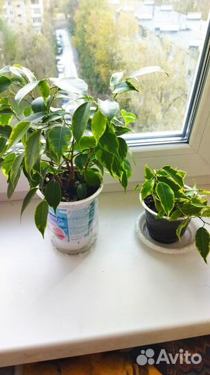 Фикус бенджамина пестролистный