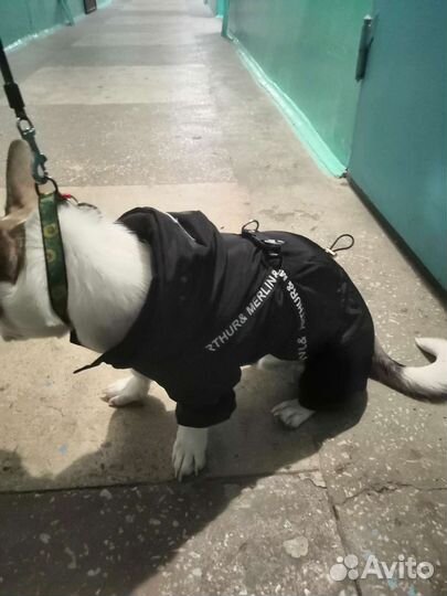 Комбинезон для собак