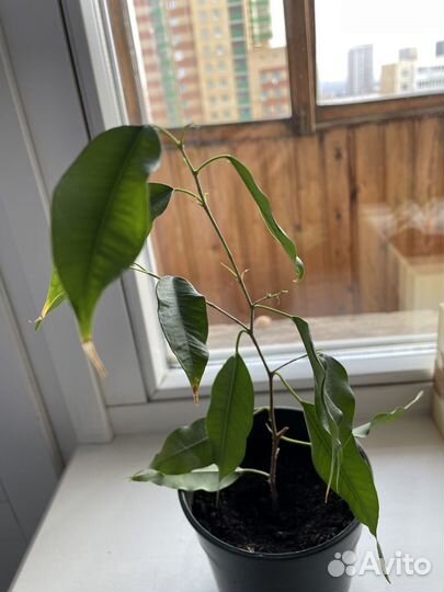 Денежное дерево и фикус бенджамина росточки
