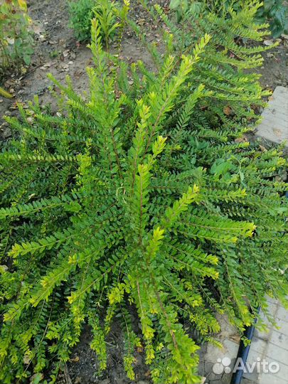 Многолетники садовые