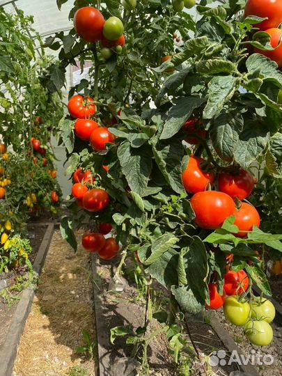 Помидоры домашние