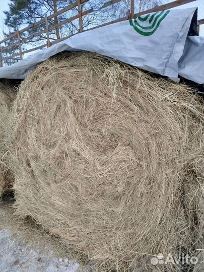Продам сено в рулонах