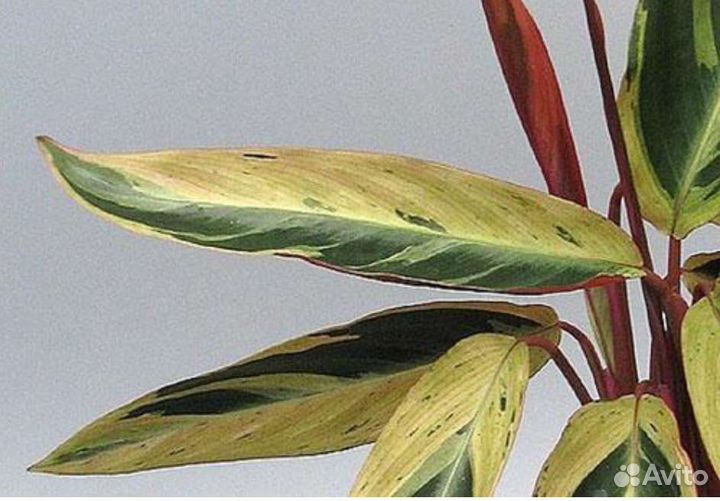 Строманта хортиколор