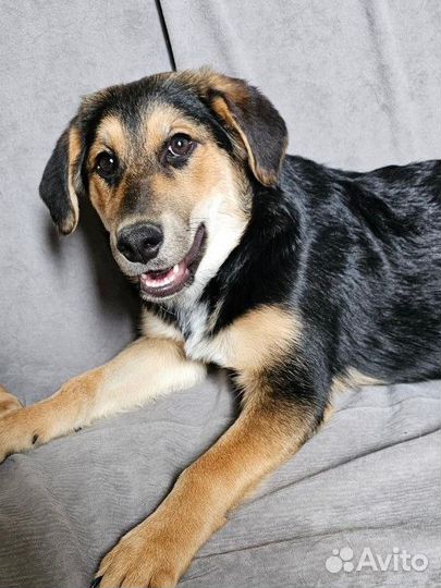 Щенок в добрые руки (девочка)