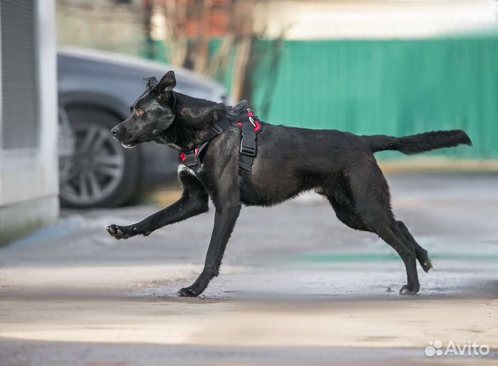 Собака в добрые руки
