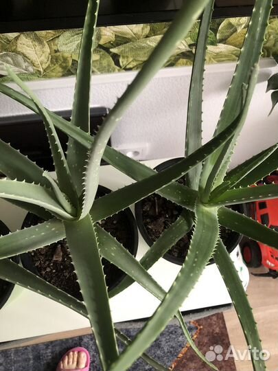 Растение алоэ вера