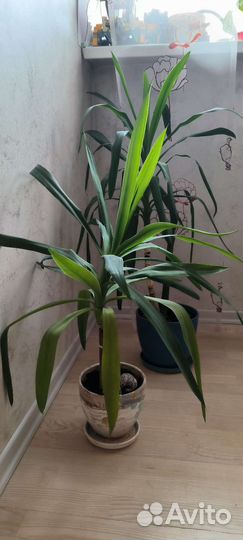 Фикус, пальма юкка