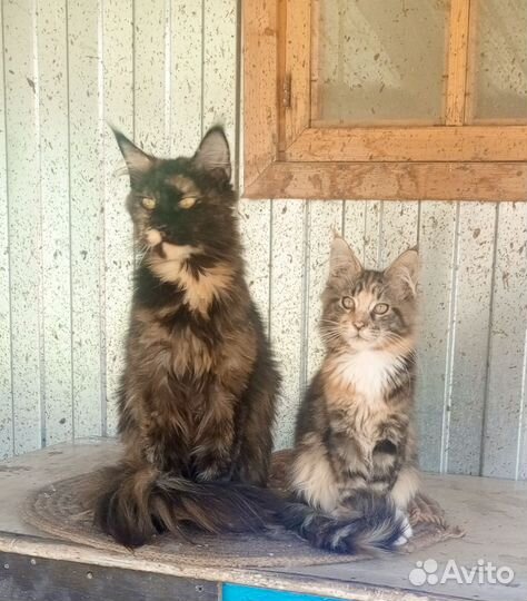 Кошка мейкун