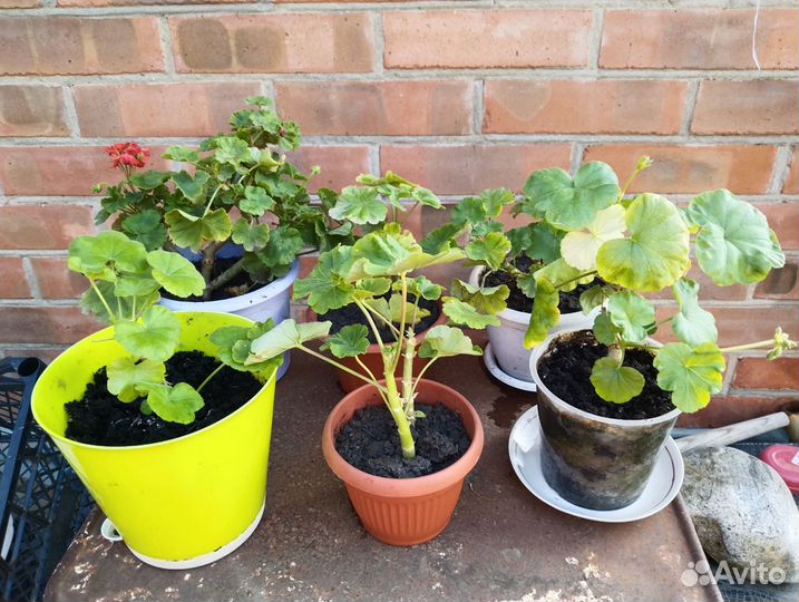 Комнатные цветы