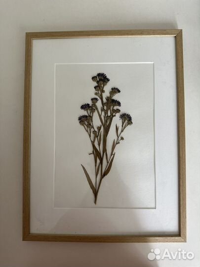 Картина из сухоцветов в рамке