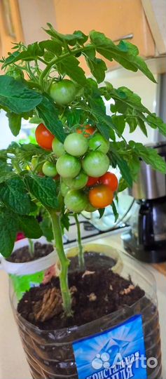 Рассада помидор(томат балконный, смесь)