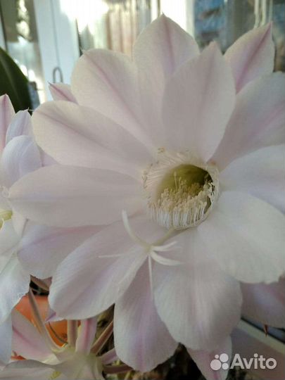 Кактусы. Цветущий сорт. Декор