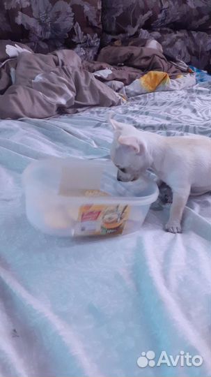 Чихуахуа мини