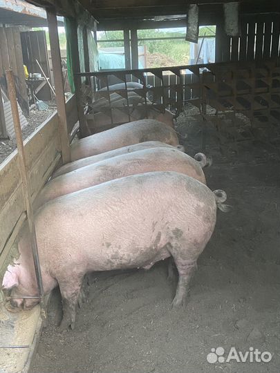 Свиньи поросята