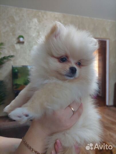 Шпиц девочка,мальчик