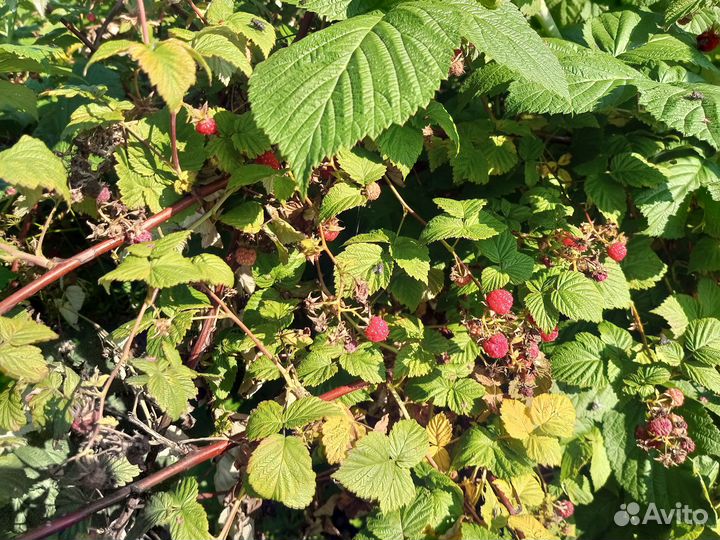 Саженцы малины