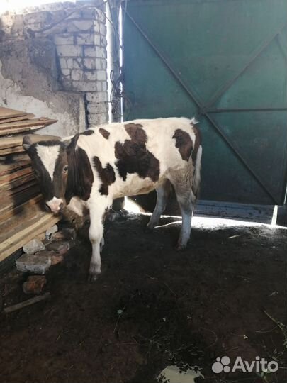 Телята тёлочки