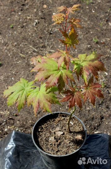 Клен ложнозибольдов