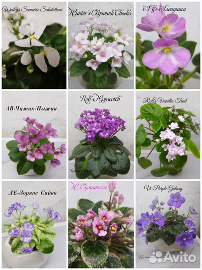 Детки мини фиалок