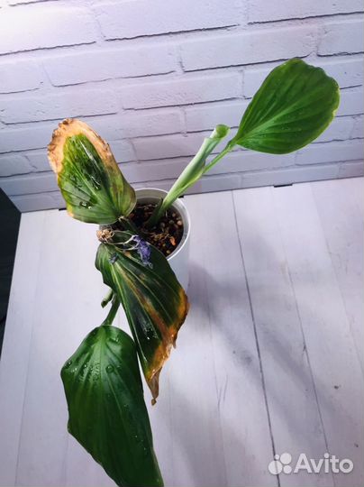 Кемпферии вариегатные