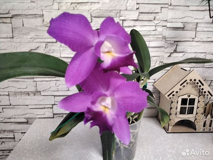 Орхидея каттлея