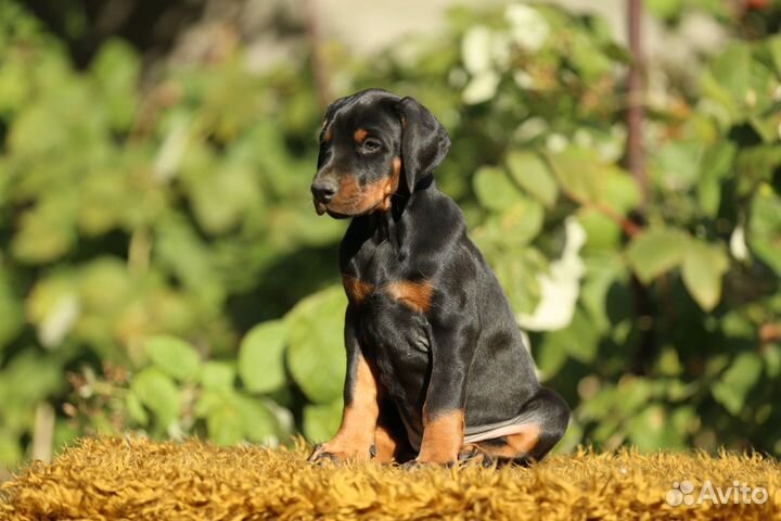Доберман, щенки