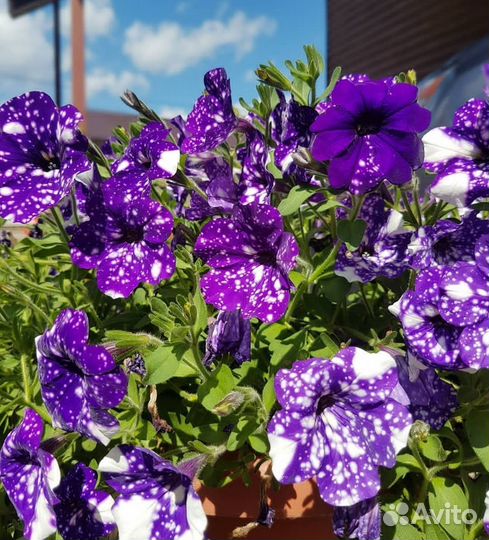 Петуния 