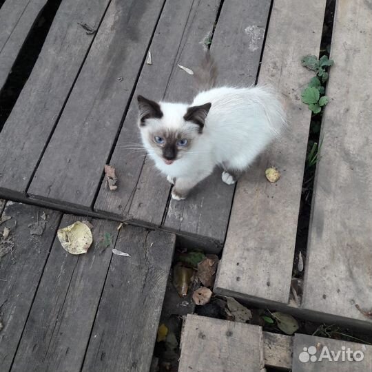 Котята-полукровки