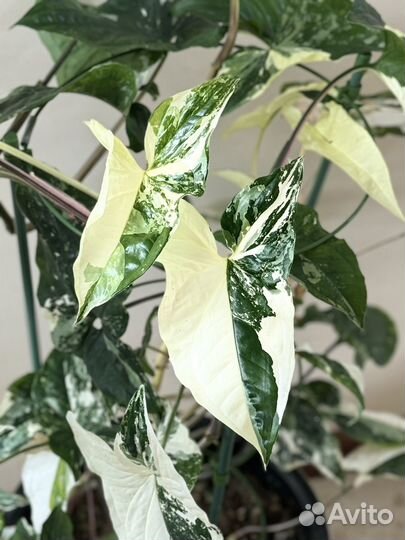Сингониум Albo variegata