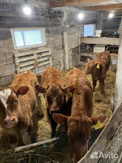 Бычки разного возраста