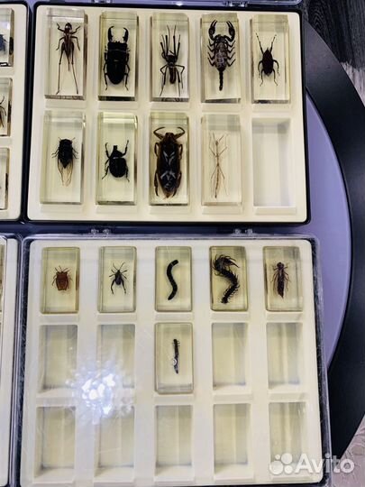 Настоящие «Насекомые и их знакомые»