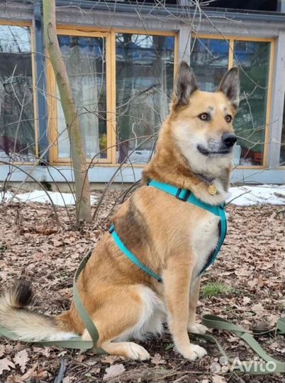 Собака Ханни в добрые руки